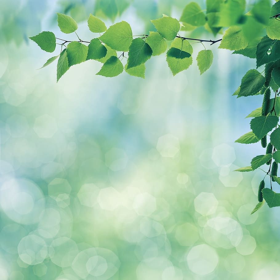 tree leaves macro photography, leaf, foliage, branch, flora, plant HD wallpaper