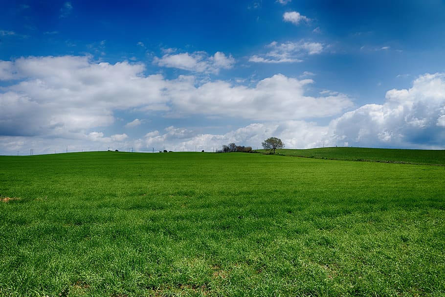 prado, green meadow, sky, blue sky, grass, tree, hill, flowers, HD wallpaper