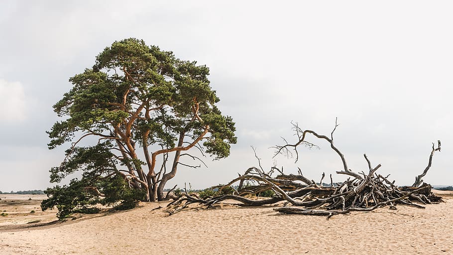 netherlands, hoge veluwe national park, fine art, photography, HD wallpaper