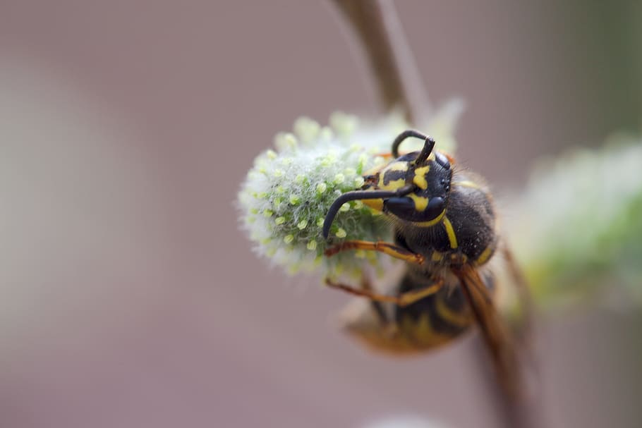wasp, fly, abstract, background, dandelion, macro, plant, soft HD wallpaper