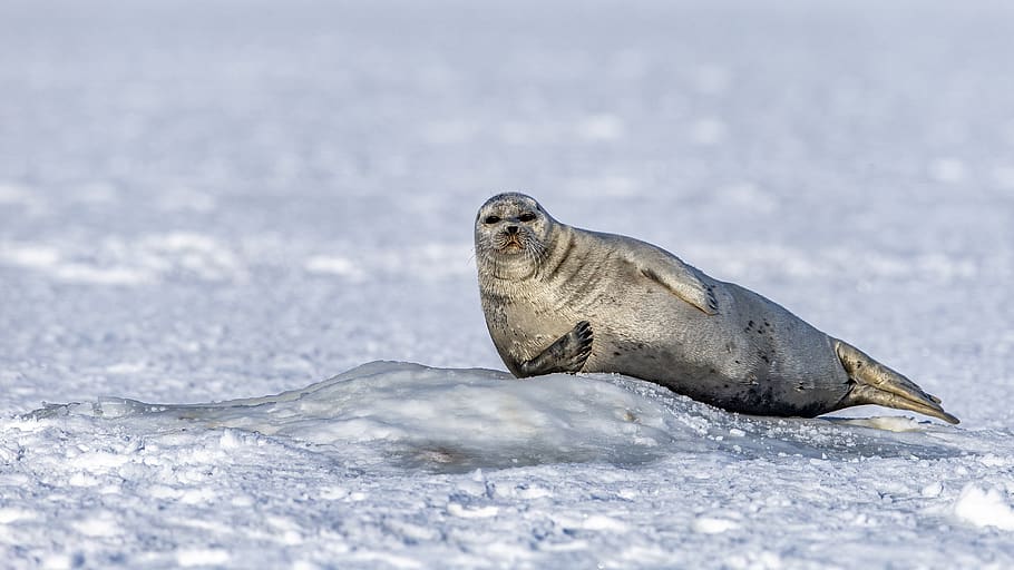 seal surrounded by snow, animal, animal themes, animal wildlife HD wallpaper