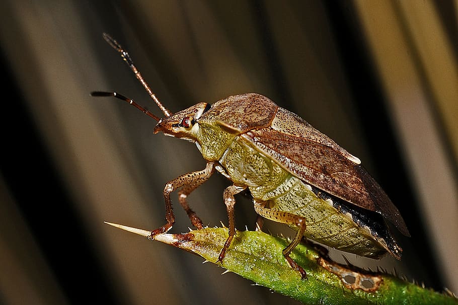 Green Leaf Insect, bug, close-up, macro, nature, animal themes HD wallpaper