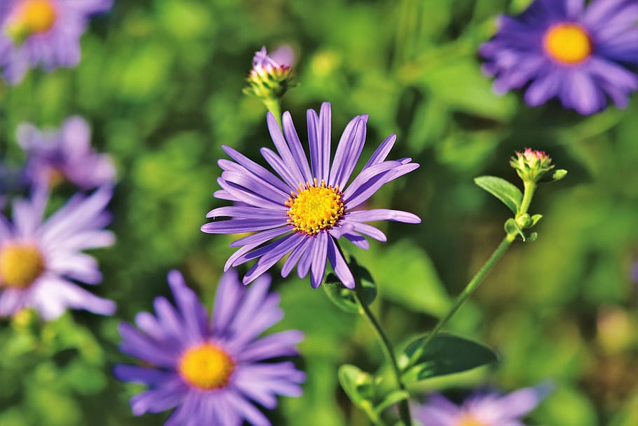 aster, composites, purple, violet, blossom, bloom, asteraceae HD wallpaper