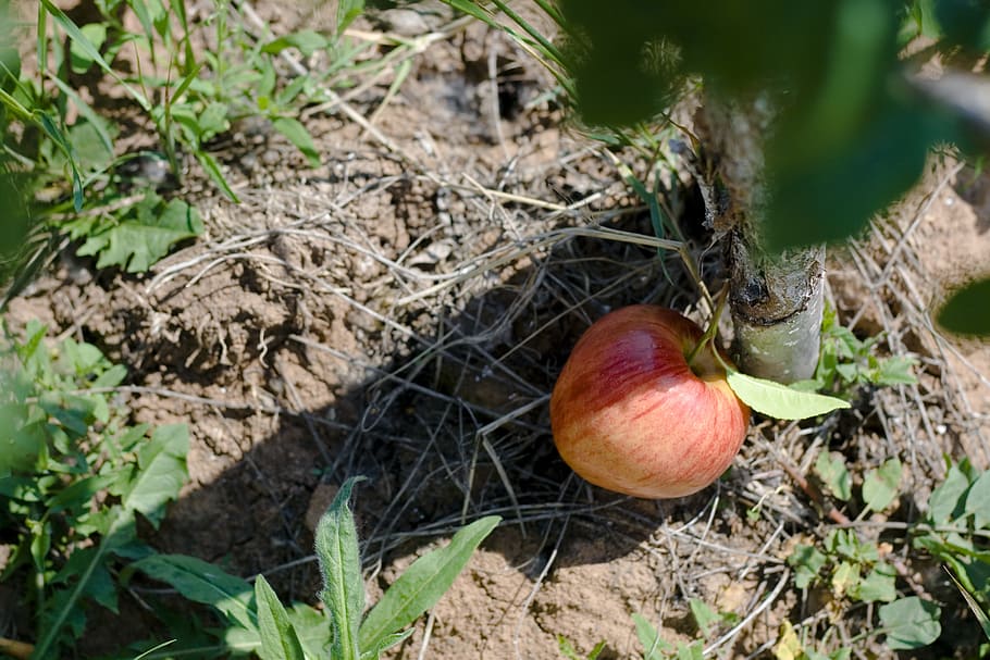 apple, tree, ground, food, food and drink, plant, land, nature HD wallpaper