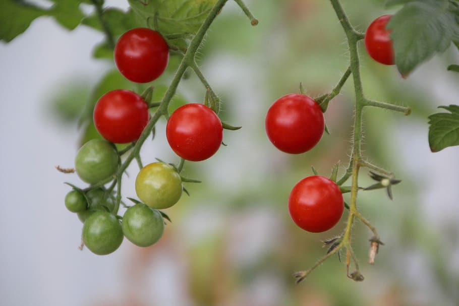 tomatoes, cherry tomatoes, tomato red, fruit, vegetables, food and drink HD wallpaper