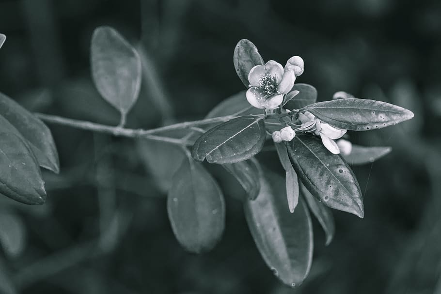Close-up Photography of Flower, bloom, blooming, blossom, blur HD wallpaper