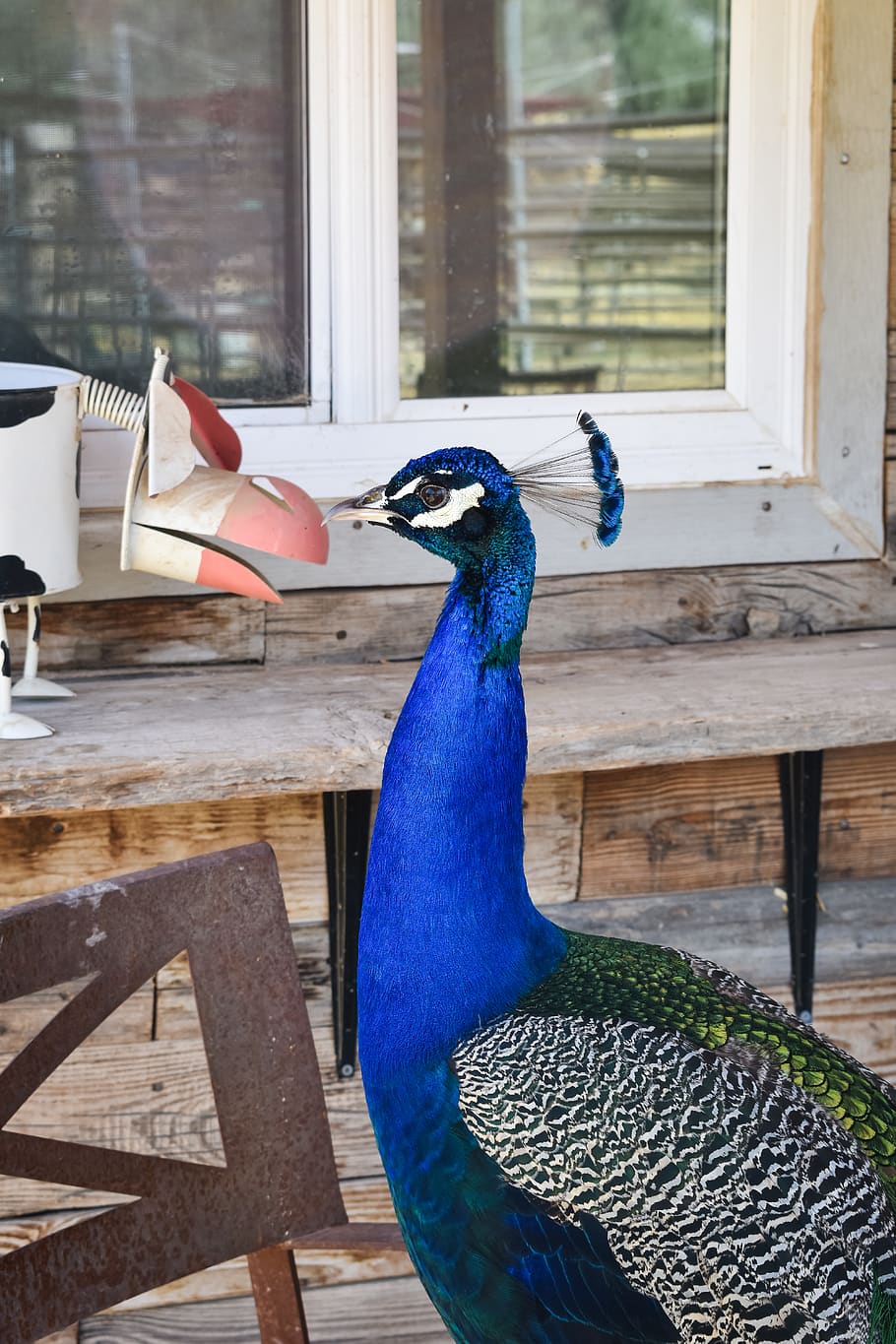 peacocks, blue, feathers, farm, farm life, birds, animals, flock HD wallpaper