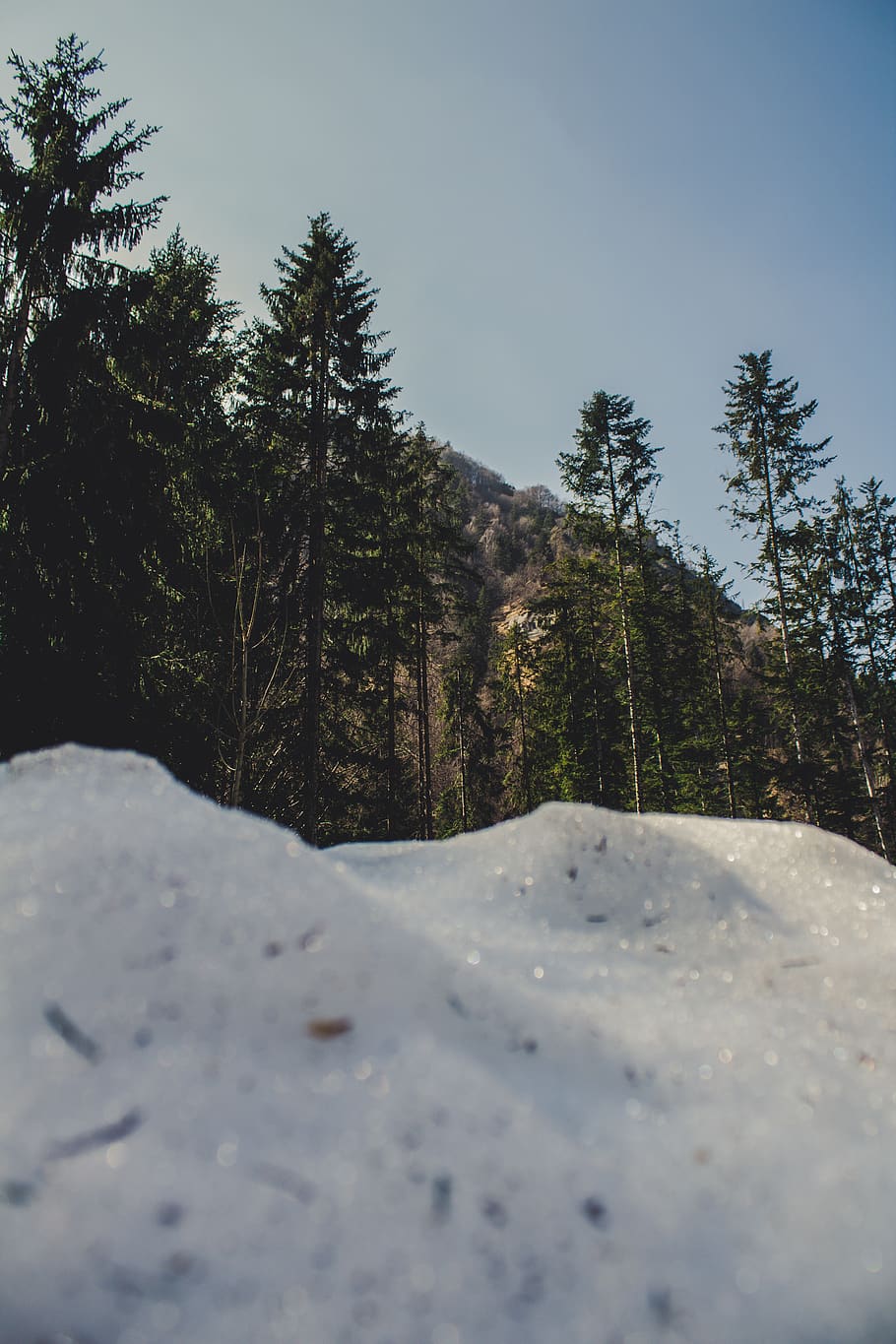 mountain peak and trees, nature, ice, plant, outdoors, abies HD wallpaper
