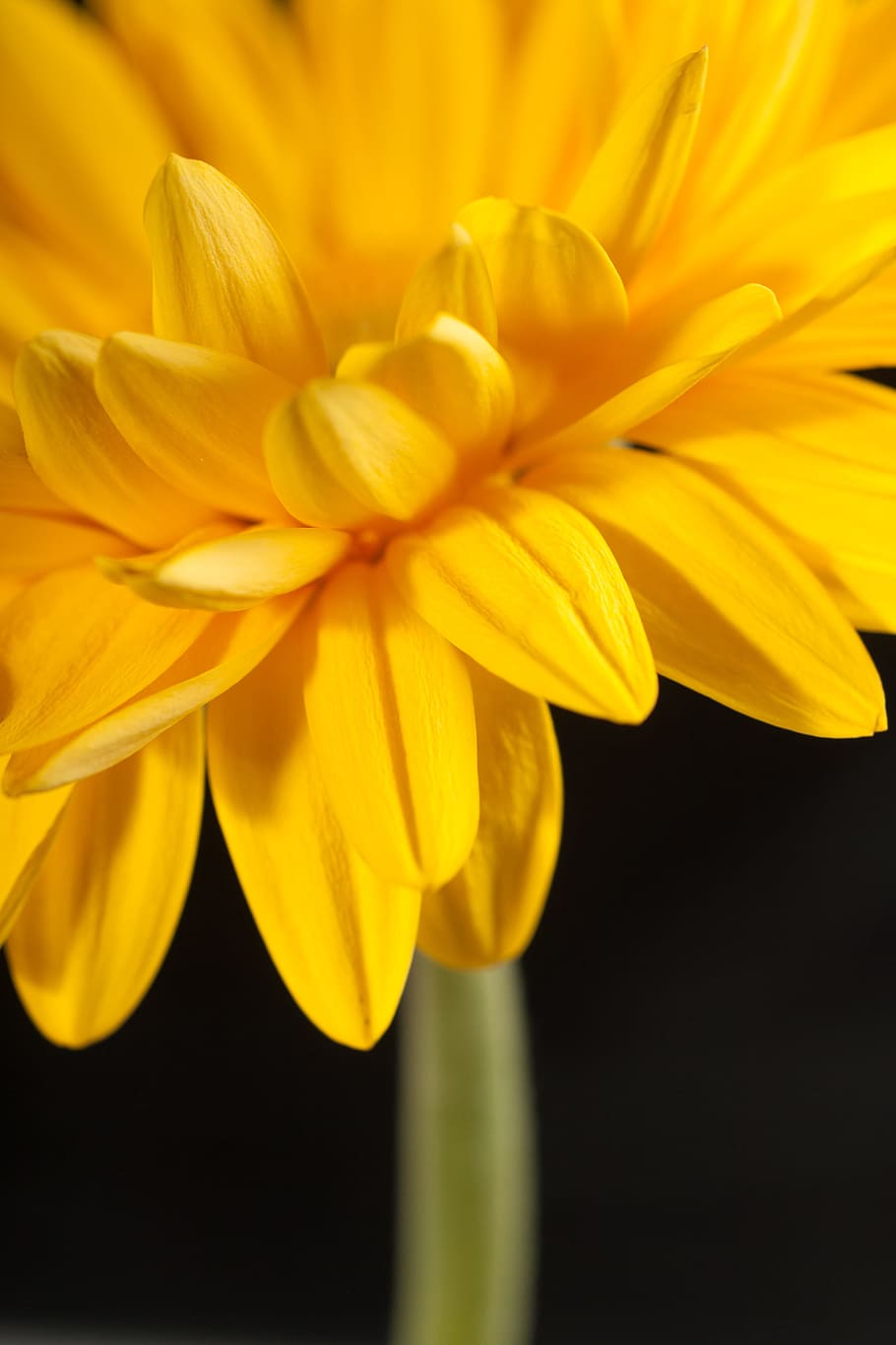 beautiful, yellow, gerbera, stem, isolated, black, closeup HD wallpaper