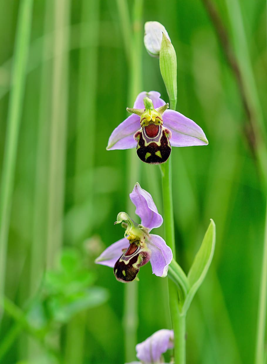 bee-orchid, wildflower, flora, plant, ophrys, botany, species, HD wallpaper