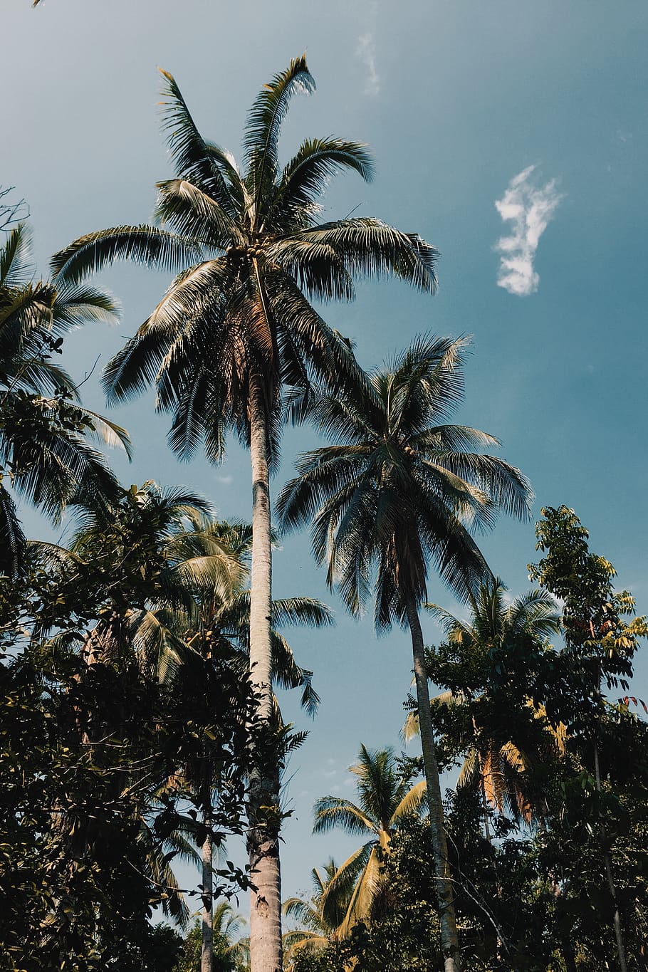 HD wallpaper: Coconut Trees Photo, beach, beautiful, coast, daylight