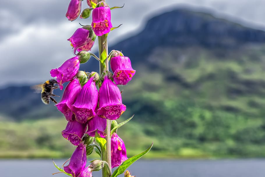 Selective Focus Photography of Bee on Pink Petaled Flowers, bloom HD wallpaper