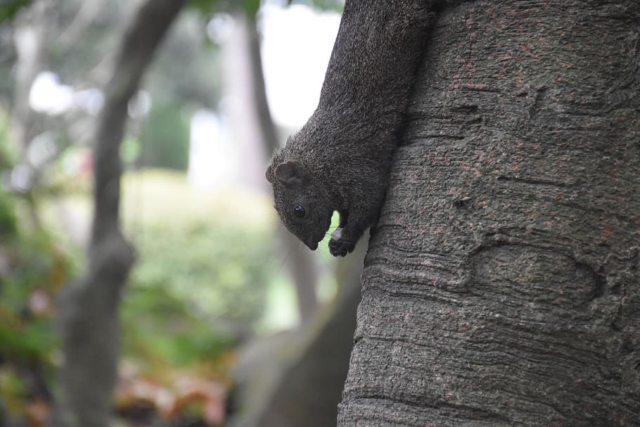 squirrel, nature, animal, tree, tree trunk, focus on foreground HD wallpaper