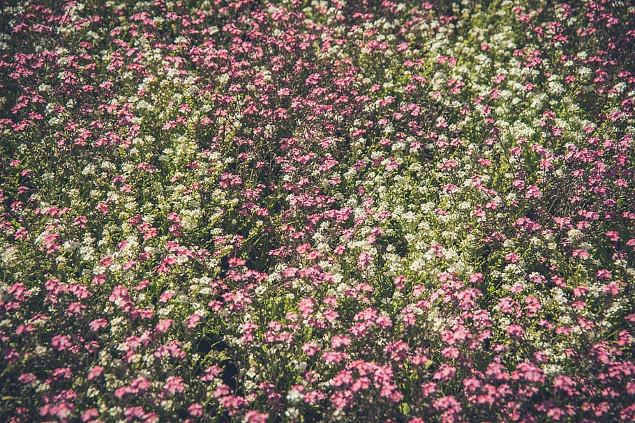 fields, flowers, green, pink, spring, flowering plant, beauty in nature HD wallpaper