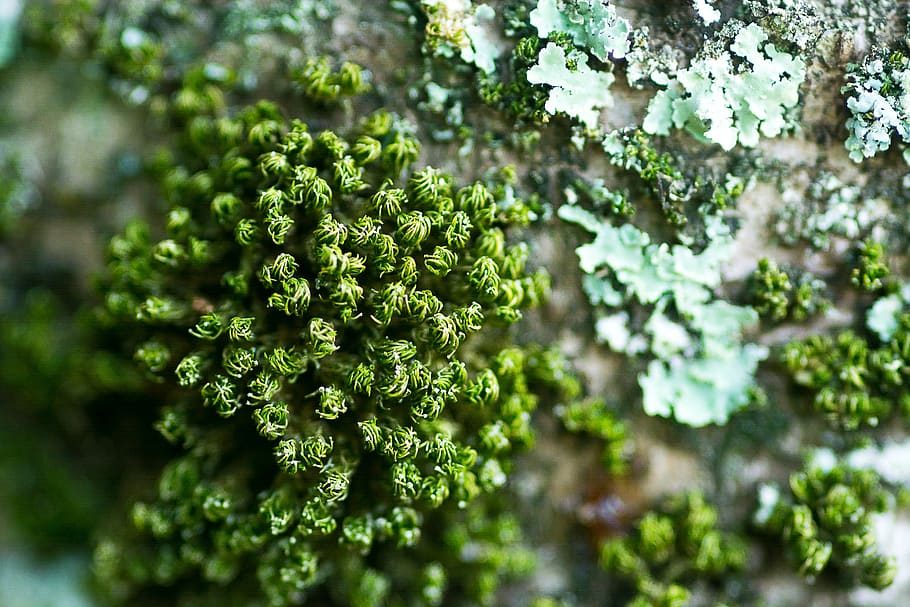 nature, algae, tree, plant, green color, freshness, beauty in nature HD wallpaper