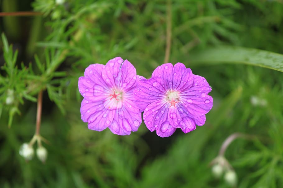 flower, spring, bloom, raindrop, garden, flowering plant, beauty in nature HD wallpaper