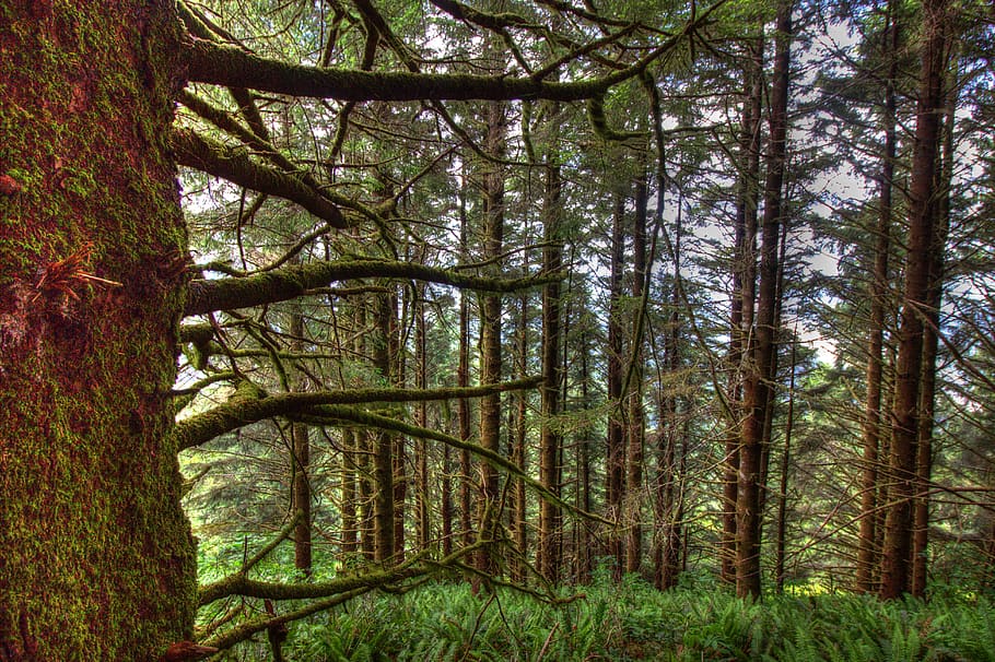 park, trails, nature, trees, hiking, plant, forest, land, tree trunk HD wallpaper