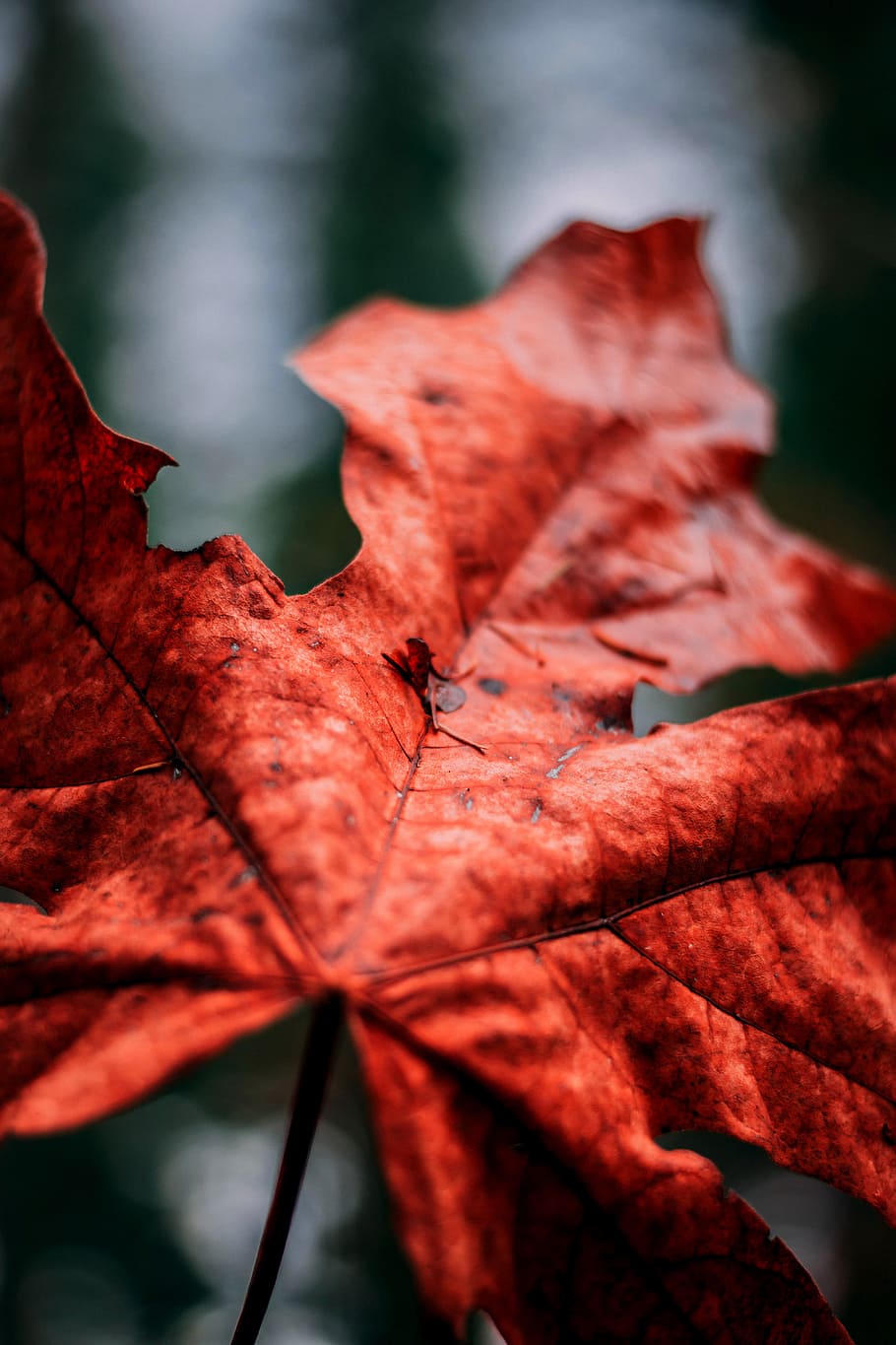brown leaf, vein, pattern, red, autumn, fall, nature, forest HD wallpaper