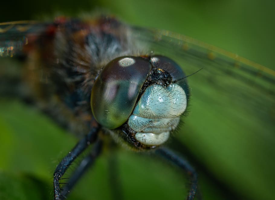 insect, macro, dragonfly, portrait, one animal, animal themes HD wallpaper