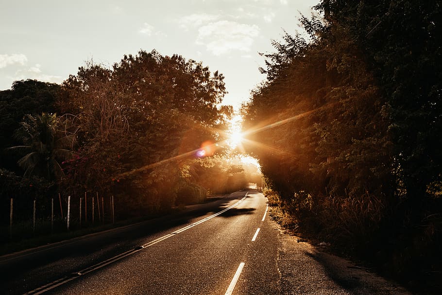 concrete road between trees under clear sky, plant, transportation HD wallpaper