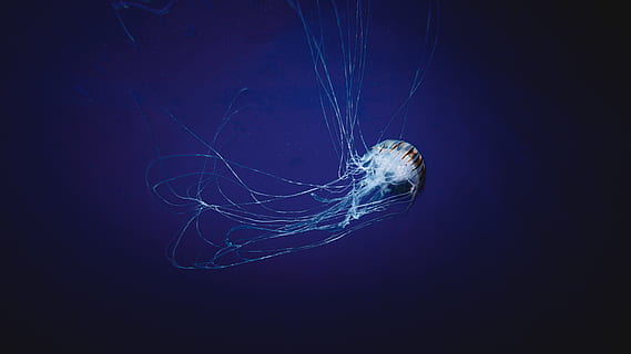 Hd Wallpaper White Jellyfish Underwater Animal Themes Animals In The Wild Wallpaper Flare