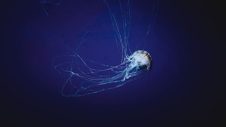 white jellyfish underwater, animal themes, animals in the wild HD wallpaper