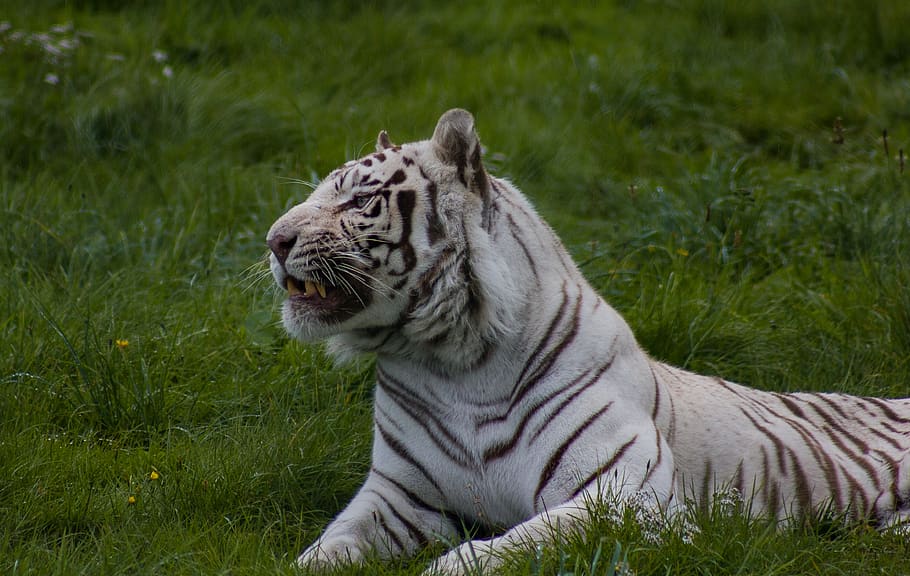 tiger, animal, animal themes, one animal, feline, animal wildlife HD wallpaper