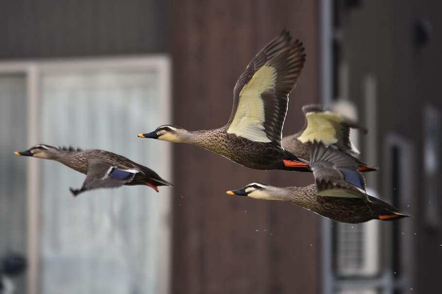 animal, river, waterside, bird, wild birds, waterfowl, duck HD wallpaper
