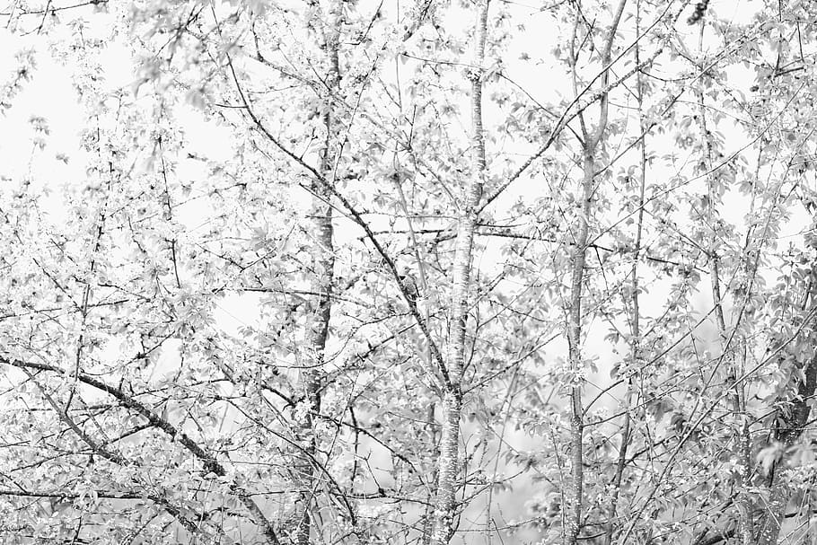tree, cherry, bird, plant, low angle view, no people, branch HD wallpaper