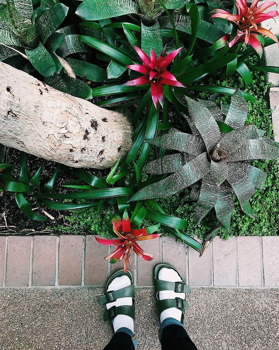 green, birks, flowers, low section, human leg, plant, one person HD wallpaper