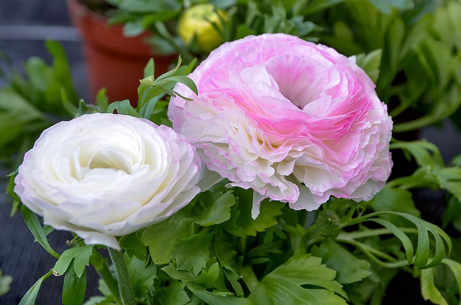 ranunculus, flower, nature, romantic, pink, summer, freshness HD wallpaper