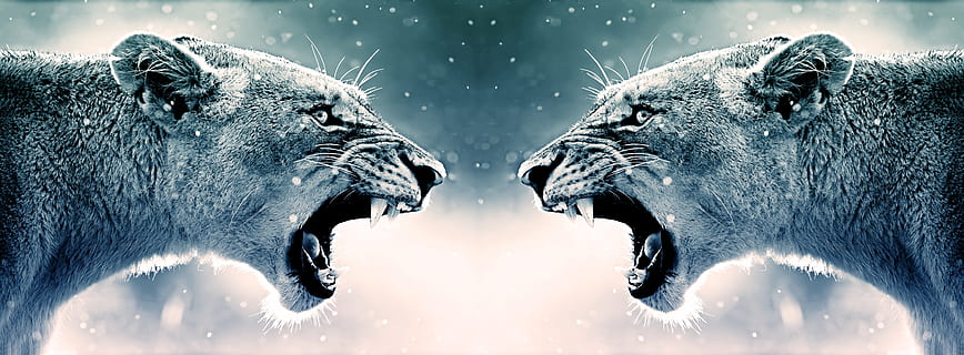 roar, lion, animal, wild, roaring, angry, aggressive, aggression HD wallpaper