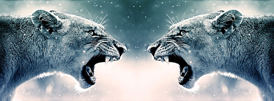 Angry Lion - & Background HD wallpaper | Pxfuel
