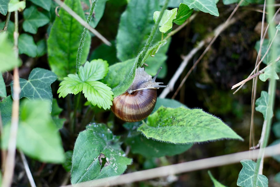 snail, shell, green, animal wildlife, leaf, invertebrate, plant part HD wallpaper