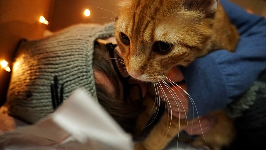 mammal, domestic, pets, animal themes, domestic animals, one animal HD wallpaper