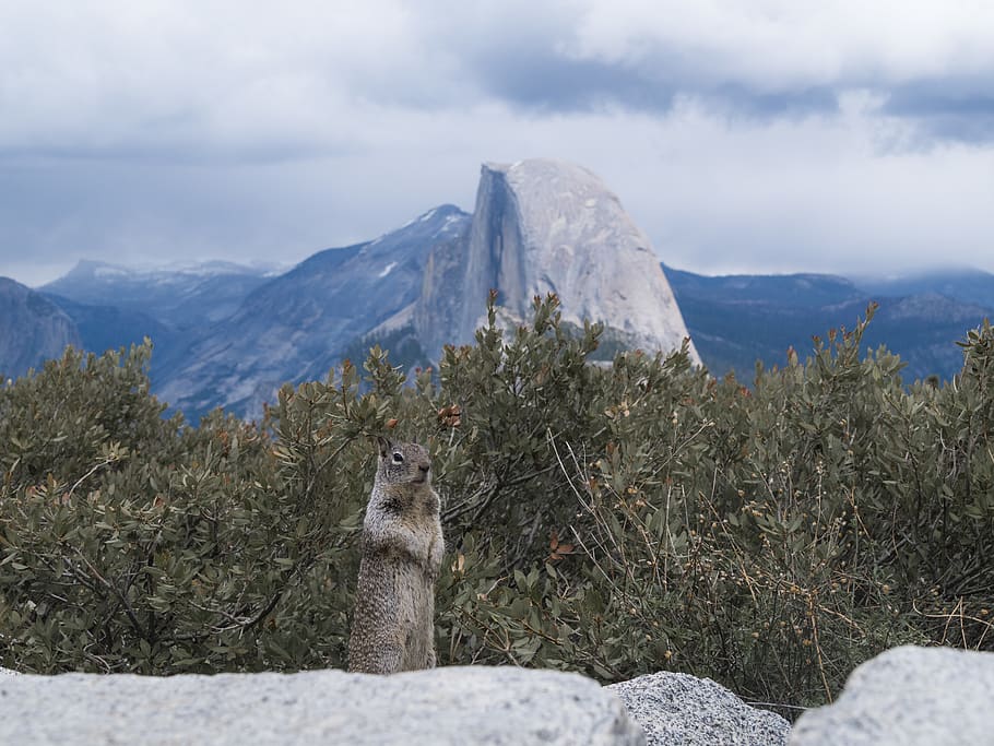 gray squirrel, mammal, animal, rodent, mountain, outdoors, alps HD wallpaper
