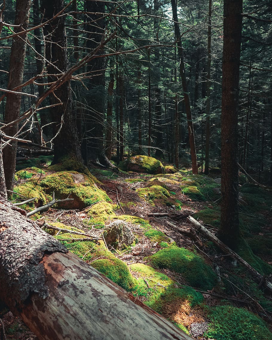 plant, tree, tree trunk, ground, root, redwood, den, algae HD wallpaper