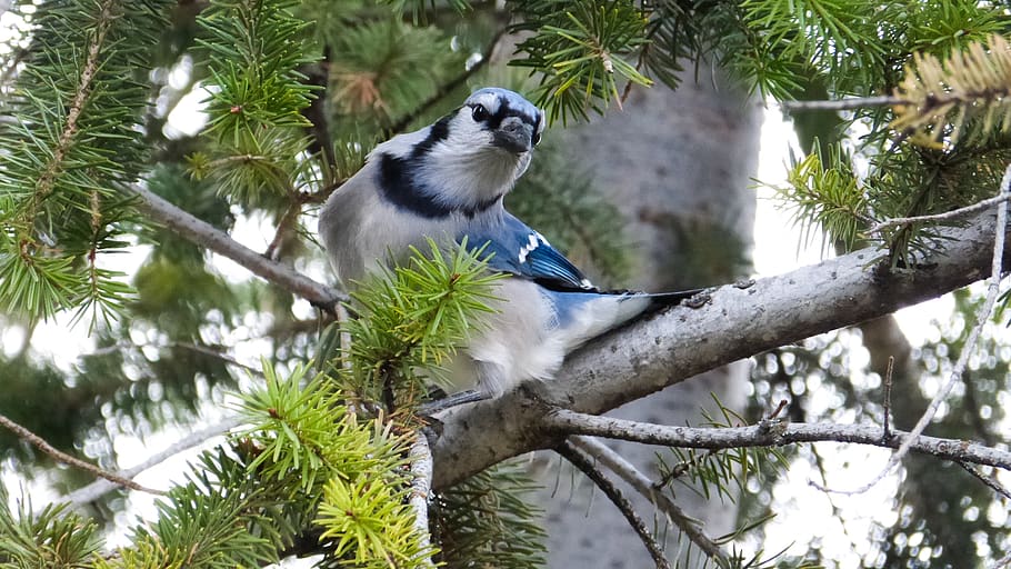 canada, canmore, blue, spring, trees, pine, wildlife, bird HD wallpaper