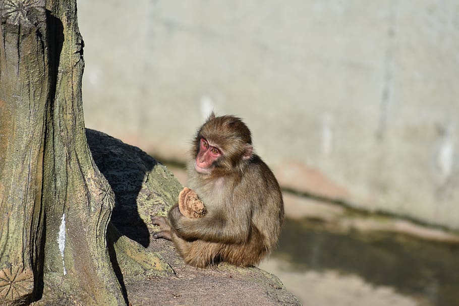 animal, zoo, monkey, baby japanese macaque eating leaves, wild animal