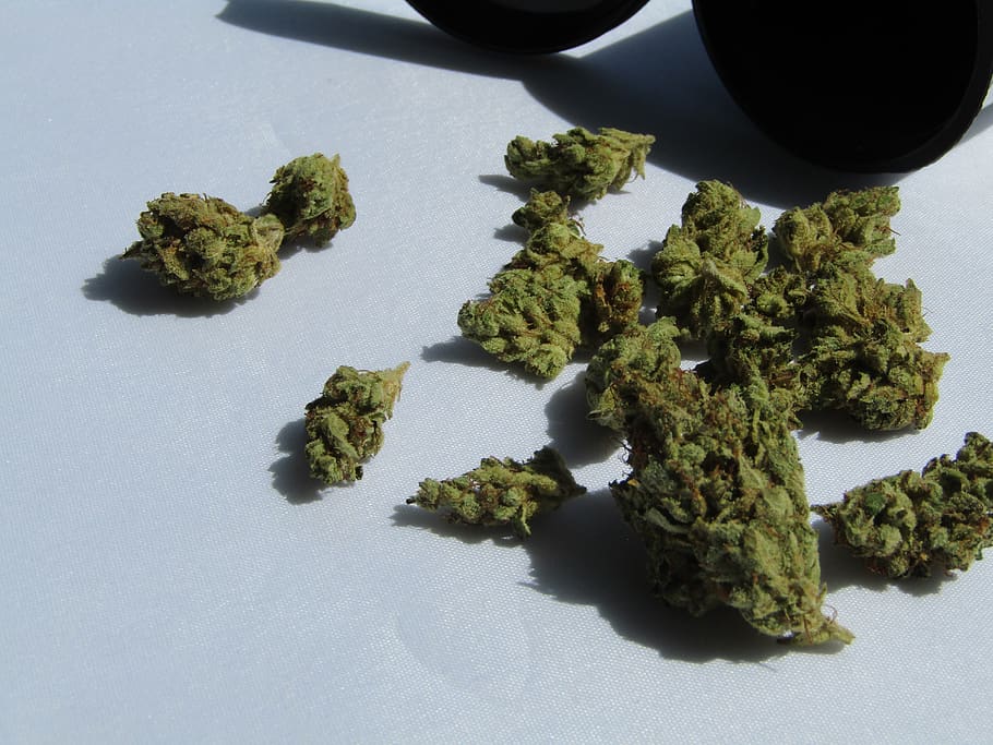 Почки марихуана лицензия наркотиков на хранение