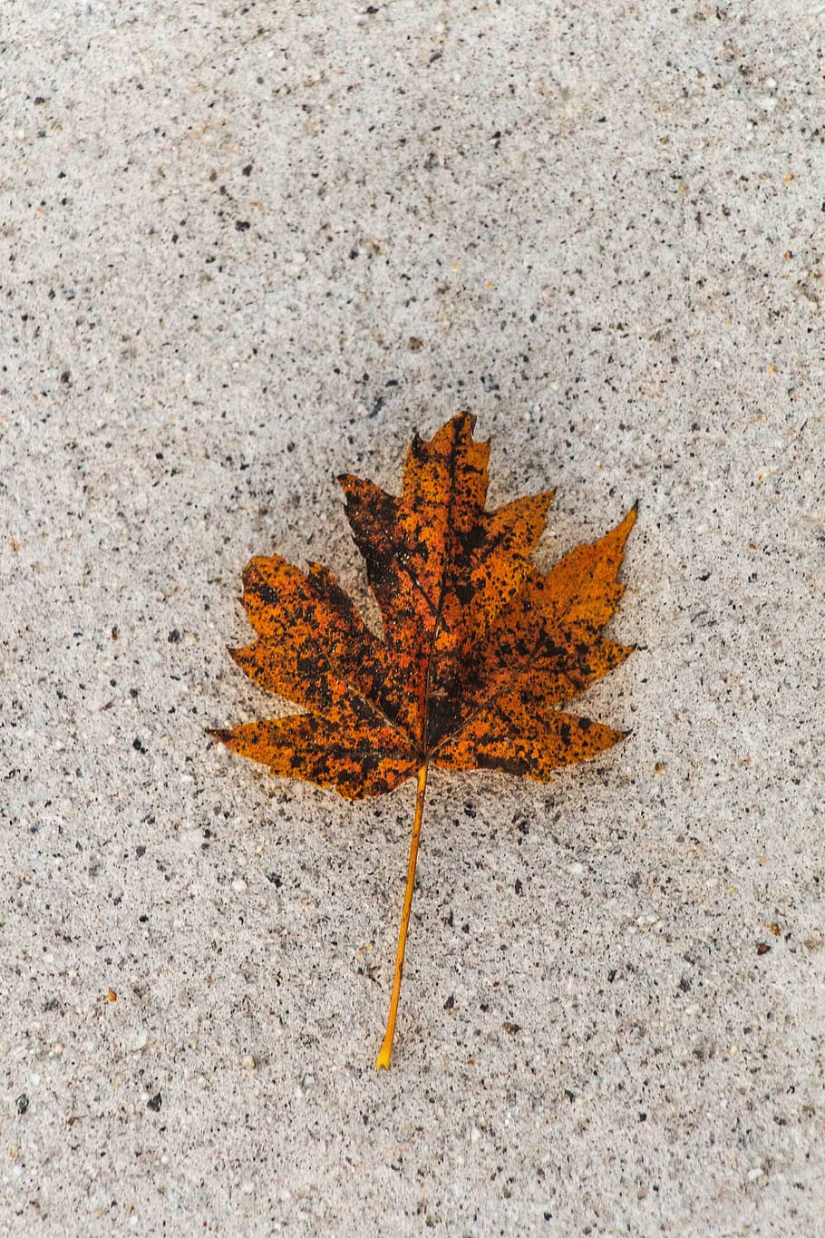 Leaf rust фото 82