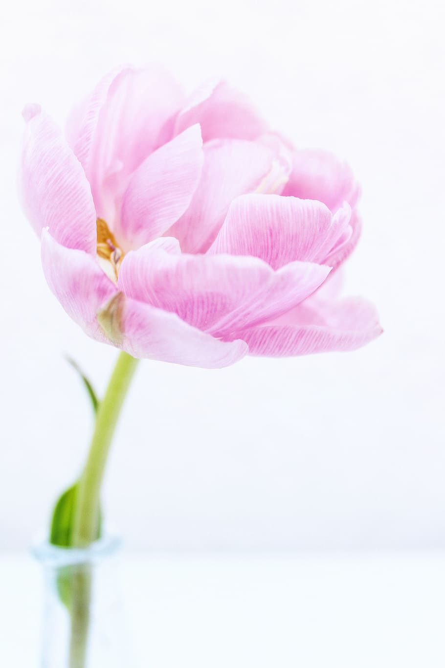 peony, tulips, flowers, spring, garden, nature, pink, frühlingsanfang HD wallpaper