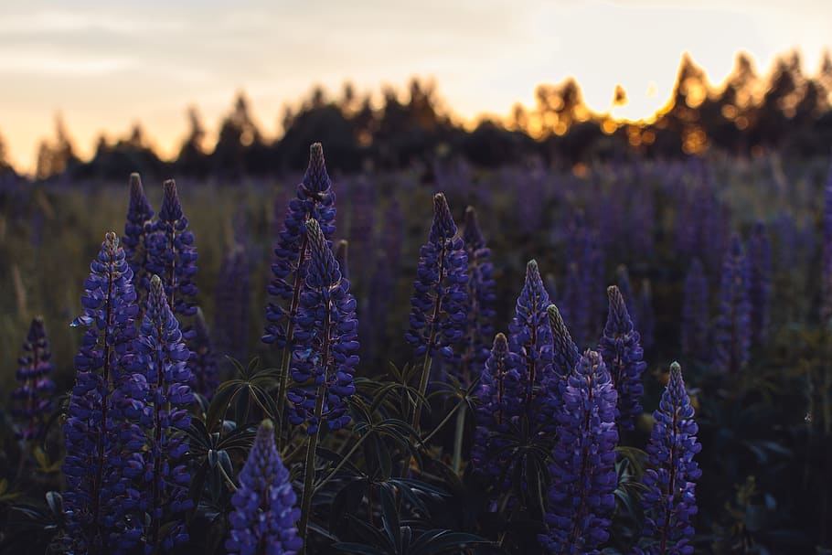 Purple Petaled Flowers, blooming, colors, darkness, evening, field HD wallpaper