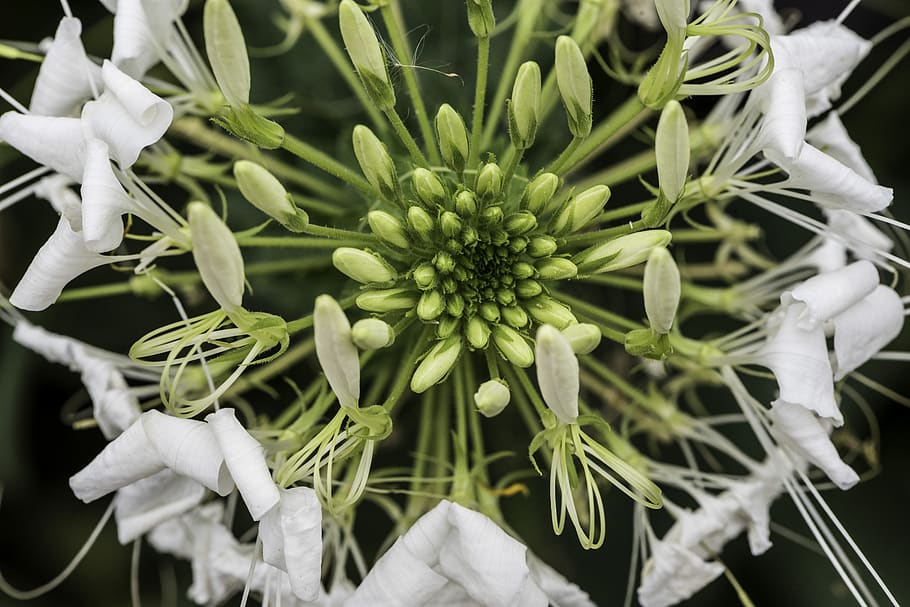 seeds, flower, pollen, core, nature, plant, blossom, flora HD wallpaper