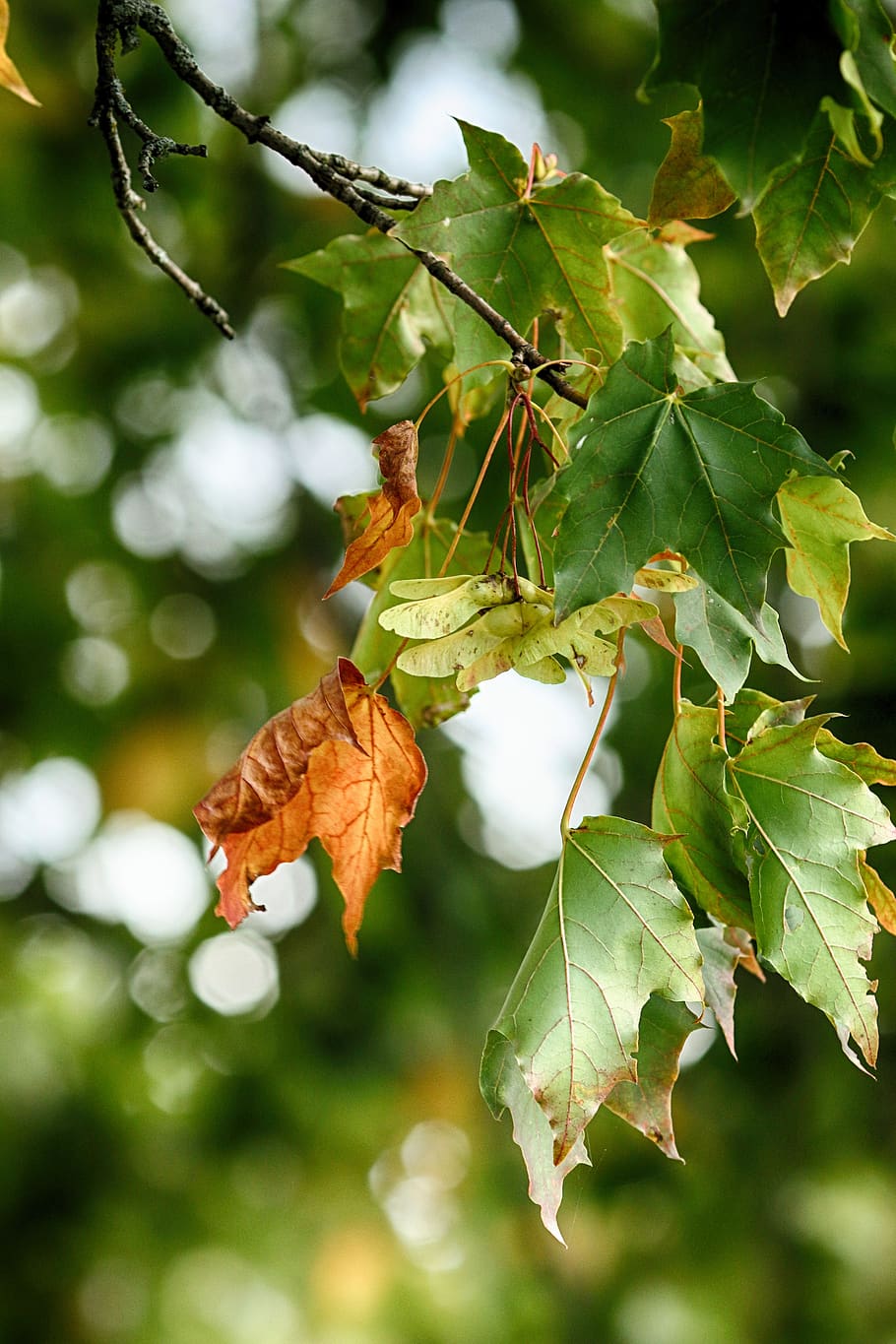 leaves, tree, autumn, fall, nature, leaf, plant part, focus on foreground HD wallpaper