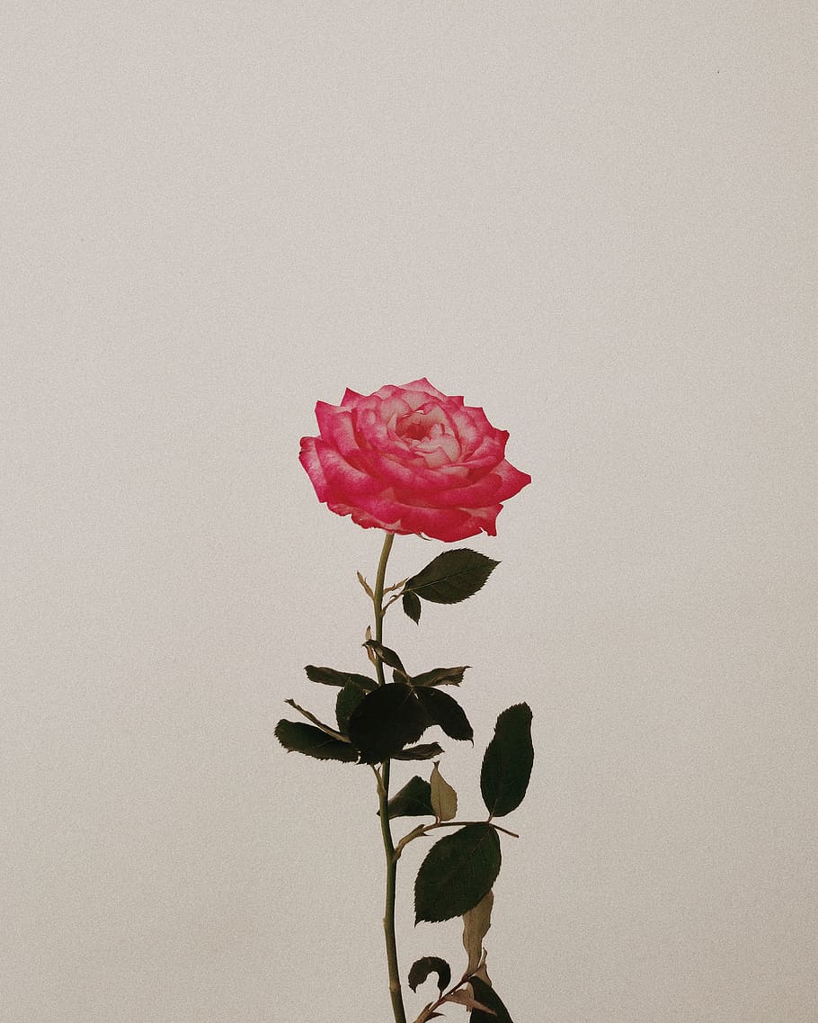 pink flower, plant, blossom, bird, animal, nature, rose, petal HD wallpaper