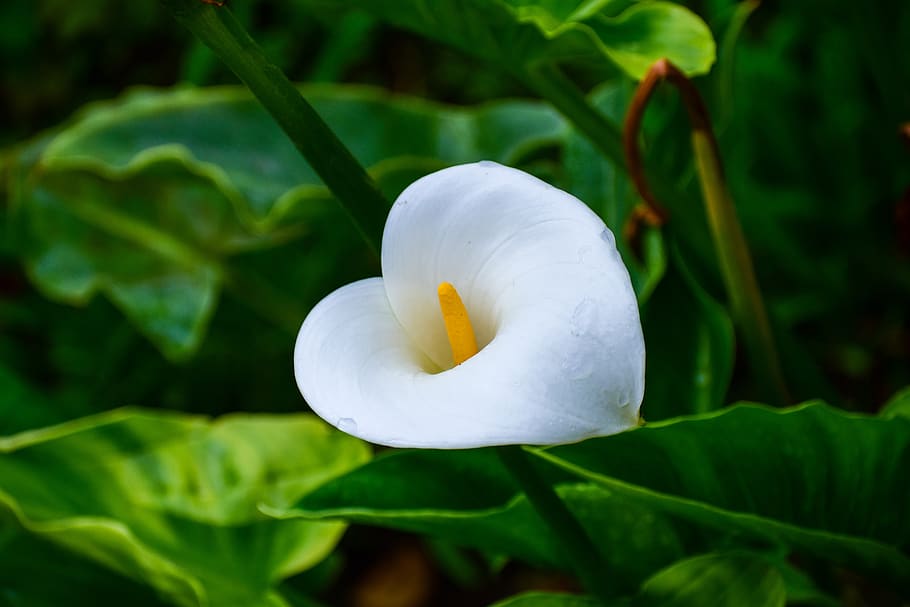flower, nice, nature, white shell, nice flower, flowering plant HD wallpaper
