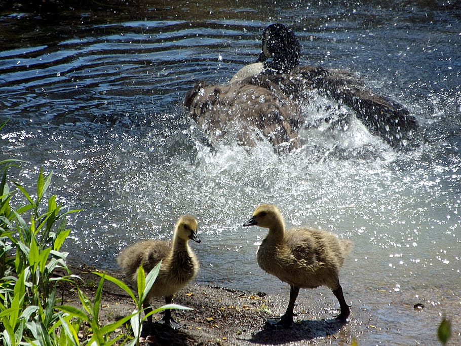 birds, water, group of animals, animal themes, vertebrate, animal wildlife HD wallpaper