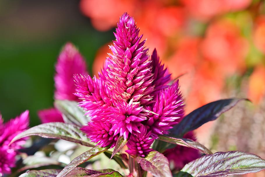 celosie, celosia argentea, cockscomb, blossom, bloom, flower HD wallpaper