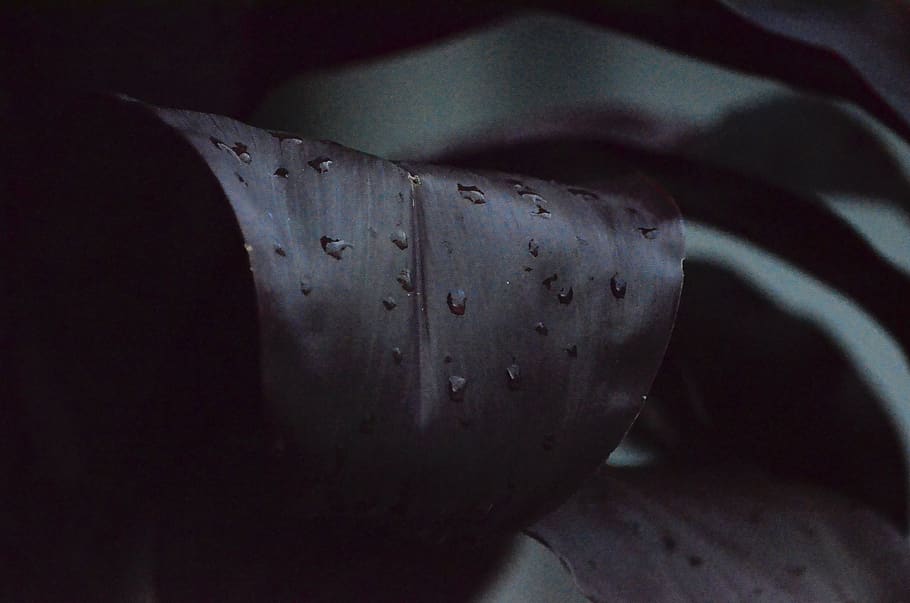 leaves, dark, water, drop, plants, garden, close-up, no people HD wallpaper